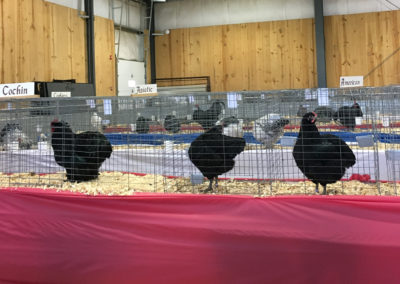 Master's Cup Poultry Show | Poultry Entries on Show Floor