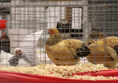 Master's Cup Poultry Show | Standard Bred Poultry on Display