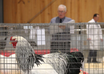 Masters' Cup Poultry Show Judging