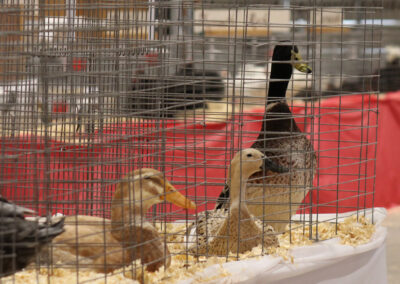 Master's Cup Poultry Show | Standard Bred Waterfowl on Display